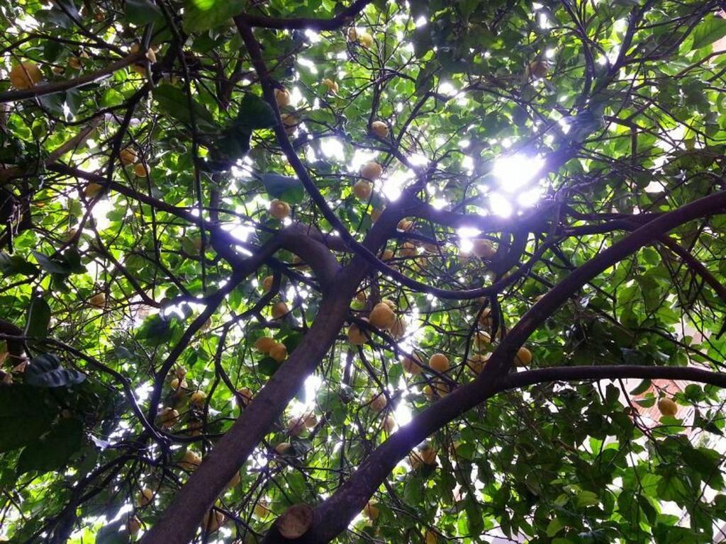 Pensión Il Limone Nascosto *